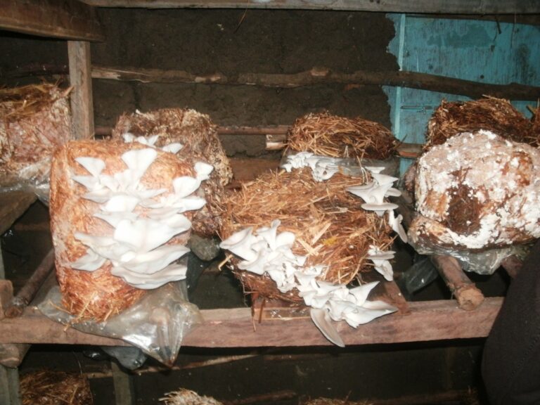 Oyster Mushroom, Victor Kyalo.jpg