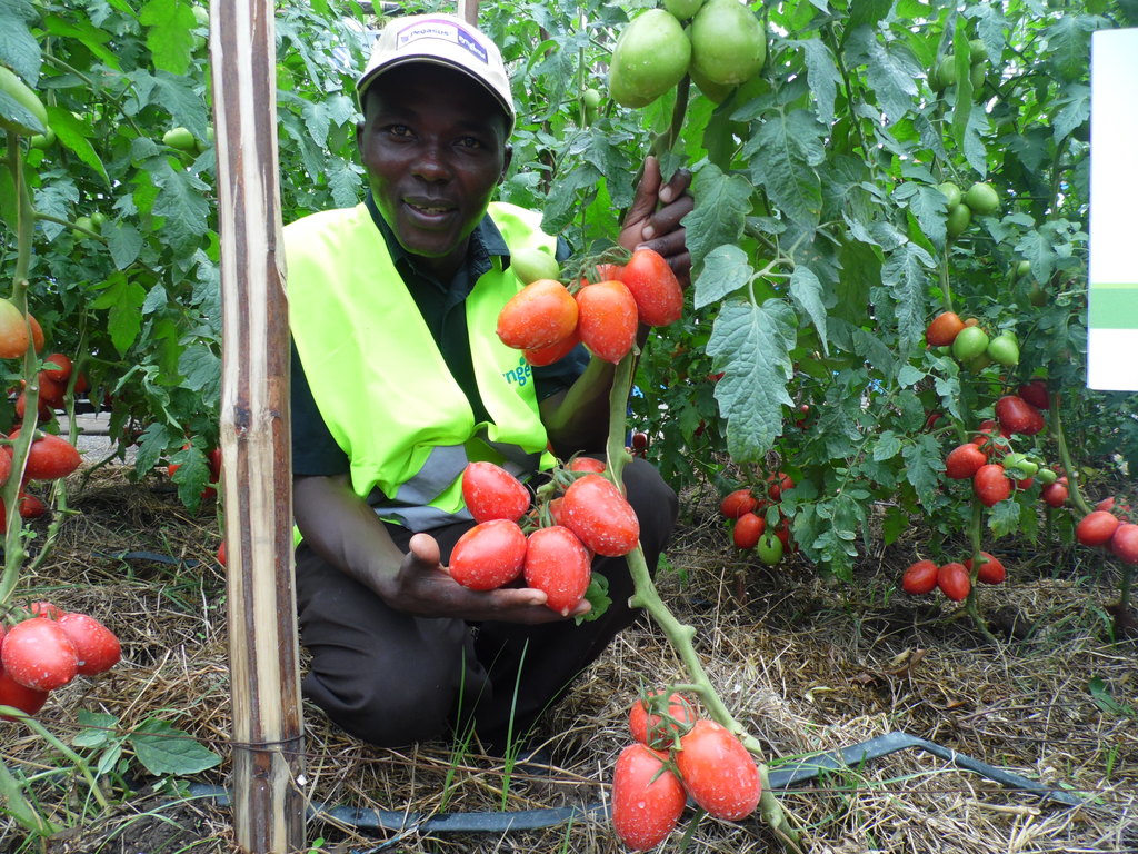 TylkaF1tomatoJoramKaindiMombasaLaban.JPG