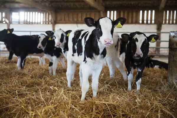 calves Photo by fwi.co.uk.jpg