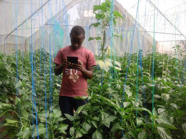 Farmer using smartphone