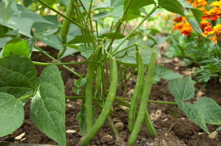 French beans