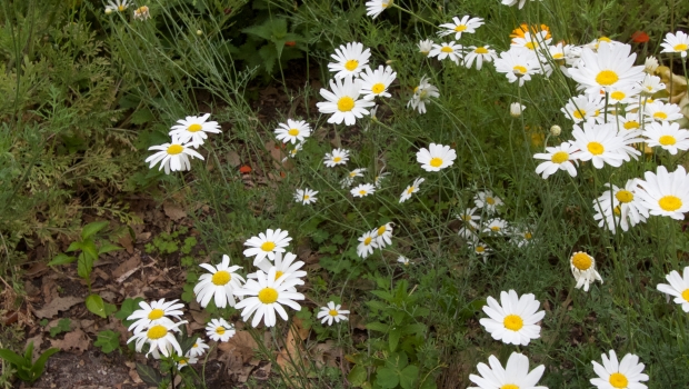 Pyrethrum flowers
