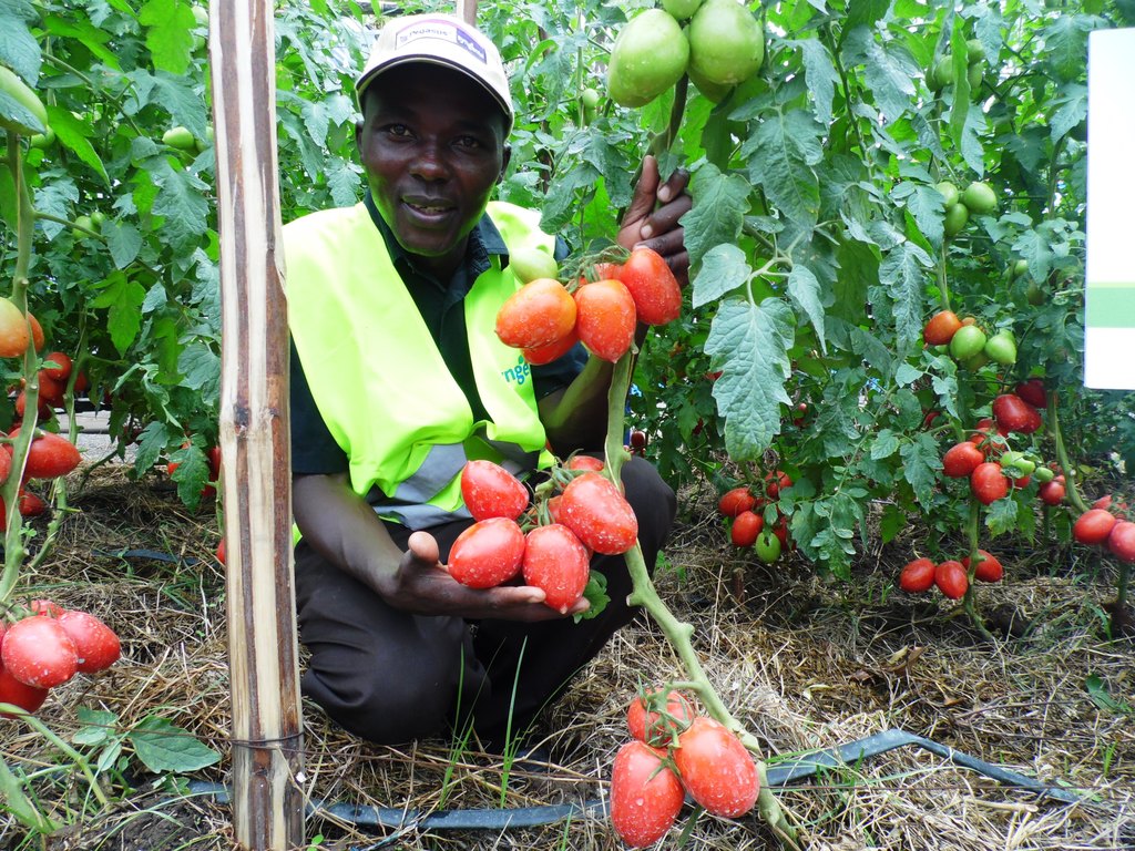 TomatoesSyngentaJoramKaindiMombasaASKByLabanRobert