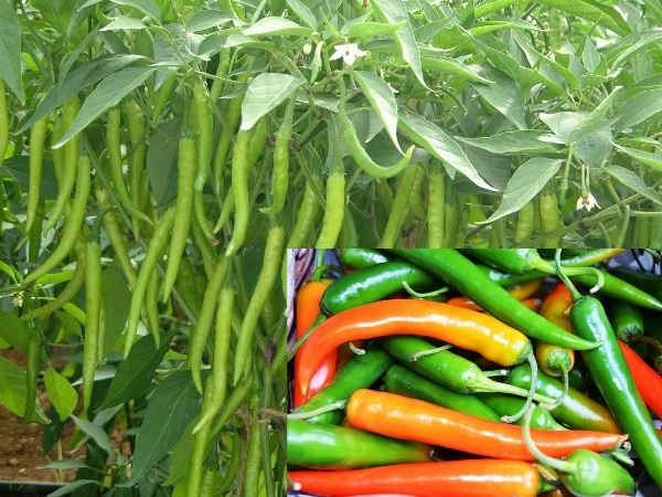 chilli green fresh