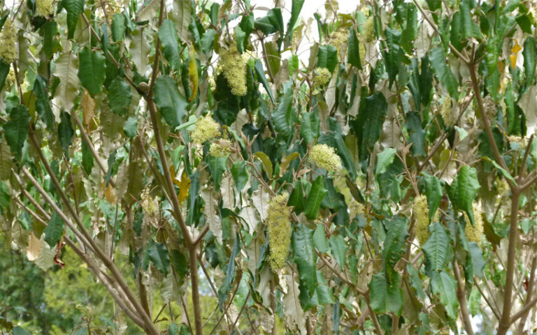 croton tree Laikipia