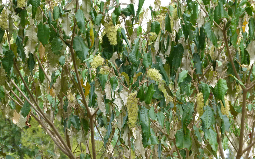 croton tree Laikipia