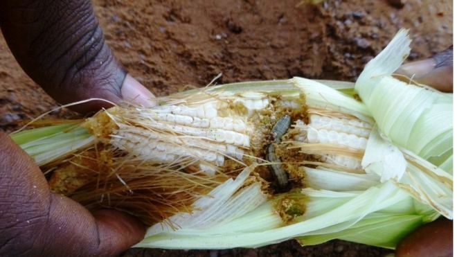 fall army worm by BBC