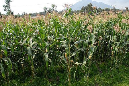 maize