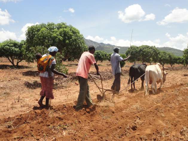 oxen ploughing