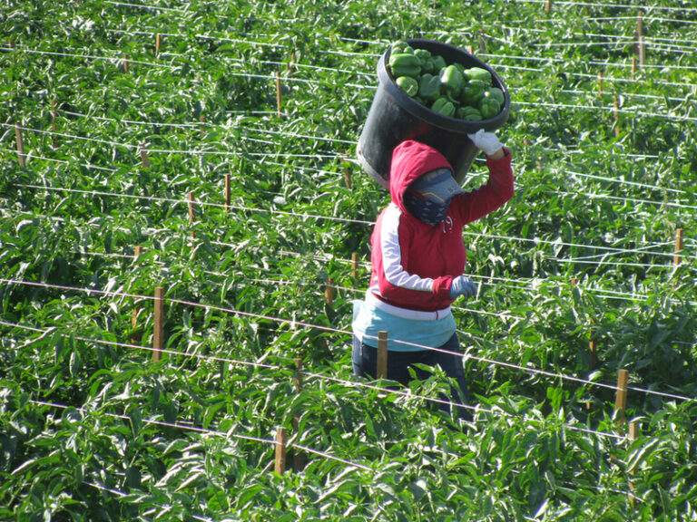pepper crop1