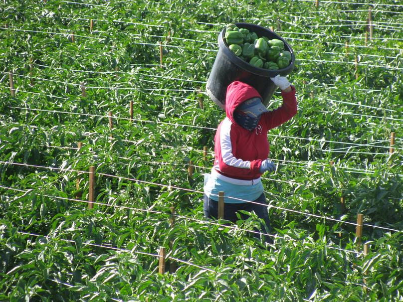 pepper crop1