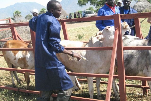 vaccination cows