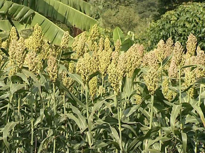 white sorghum