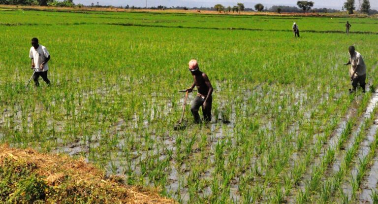 Mwea Rice 1
