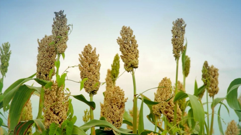Sorghum fodder