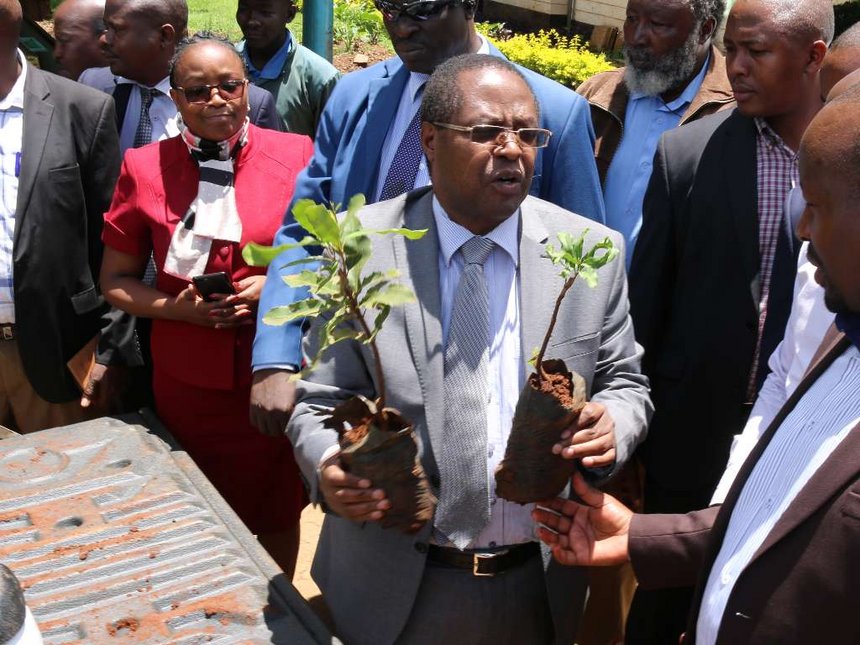 Wambora macadamia seedling