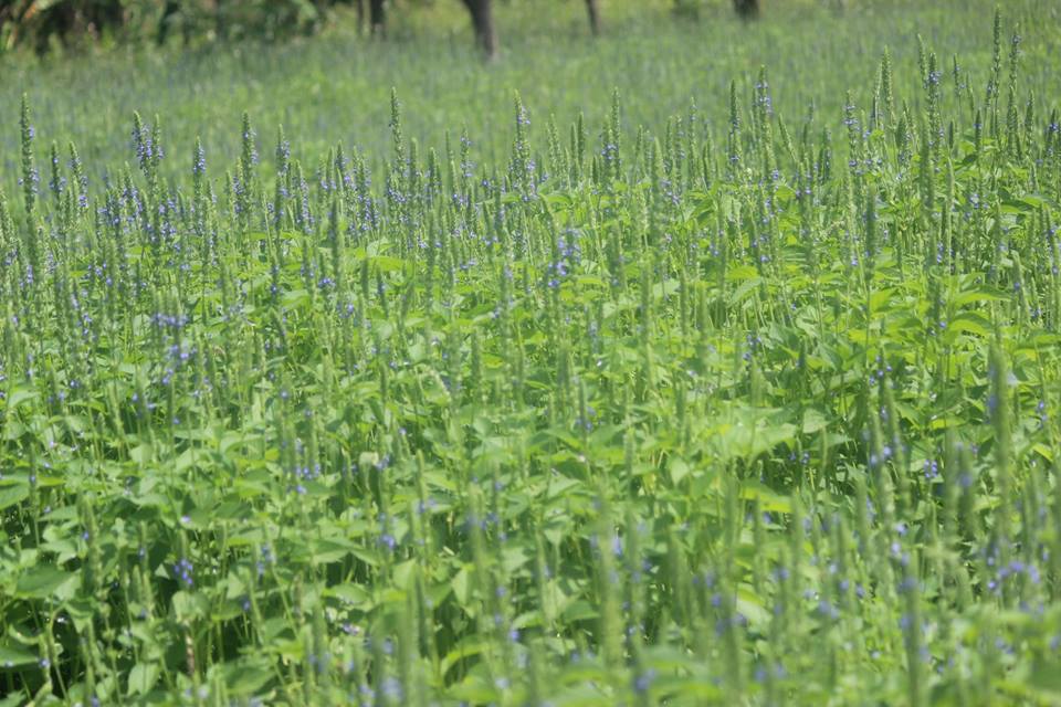 chia plant