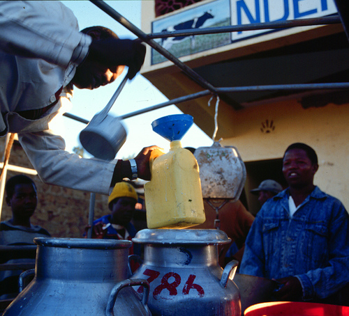 collecting of milk