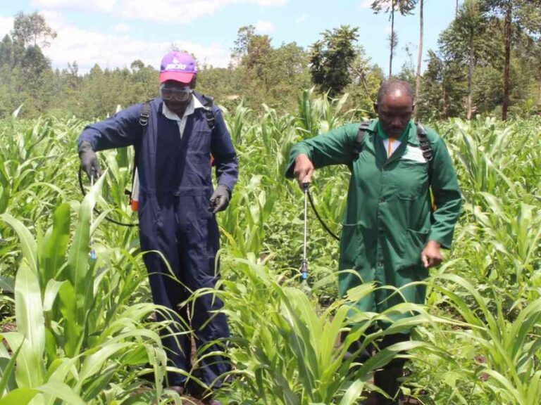 fall armyworm spraying