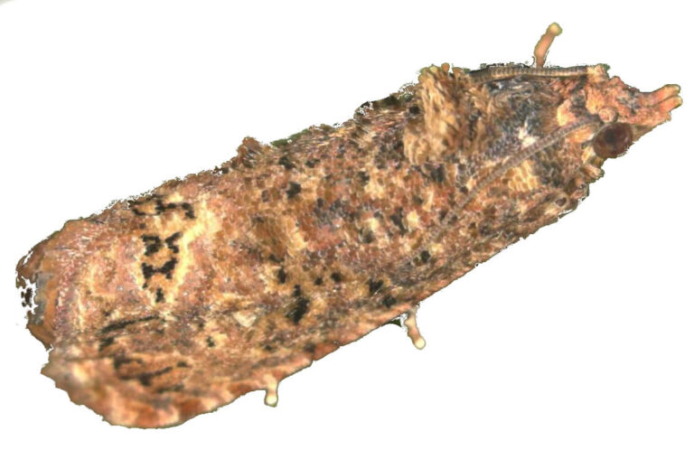 false codling moth