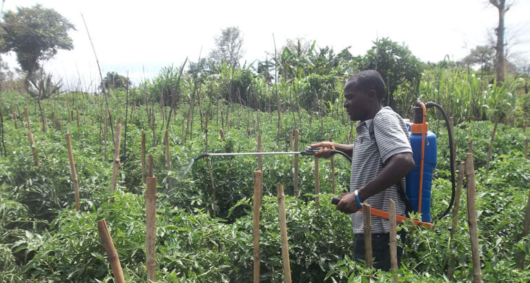 farmer spraying tomatoes sprayer