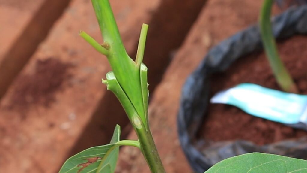 grafted avocado seedling
