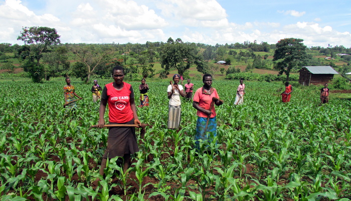 maize weeding