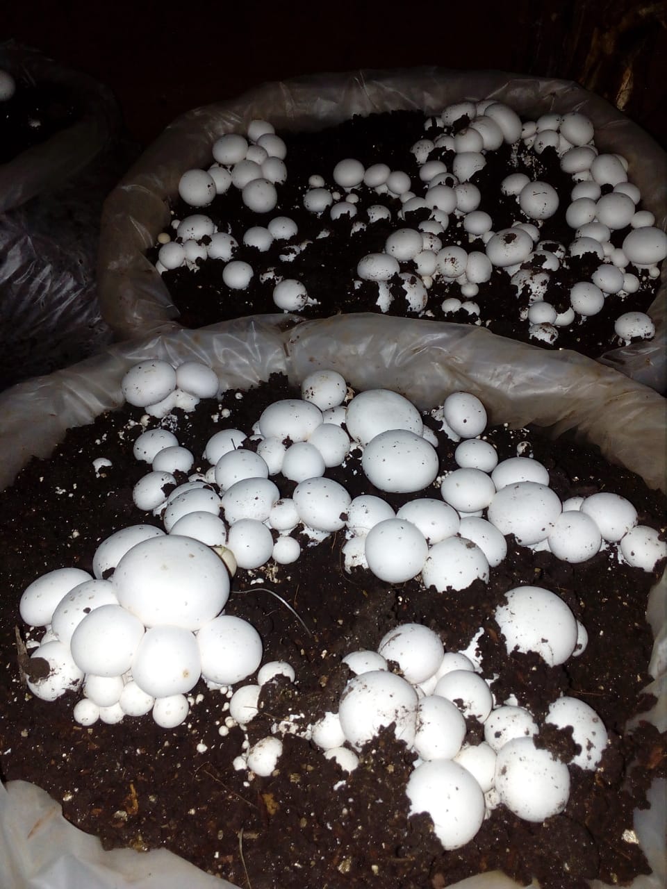 mushroom kisiangani