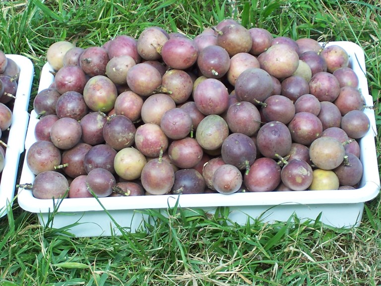 passion fruit 2