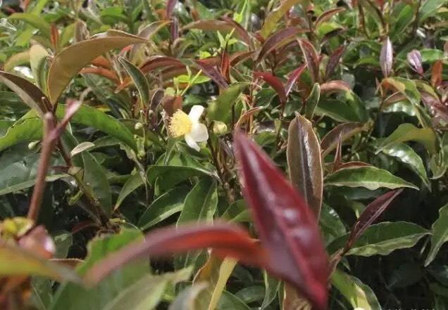 purple tea variety