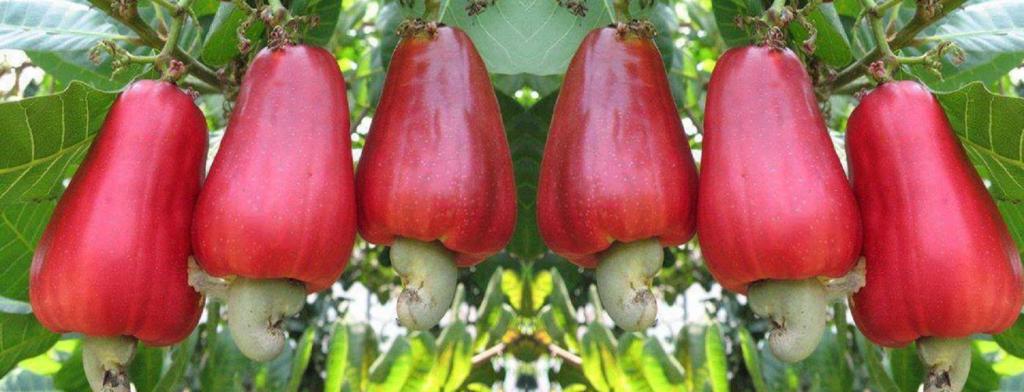 ripen cashew nuts