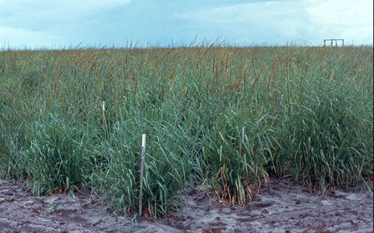 setaria grass