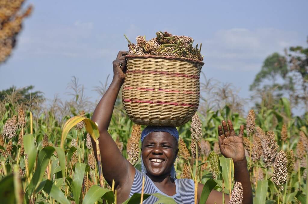 sorghum_western