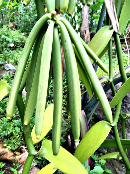vanilla bean ready for harvest