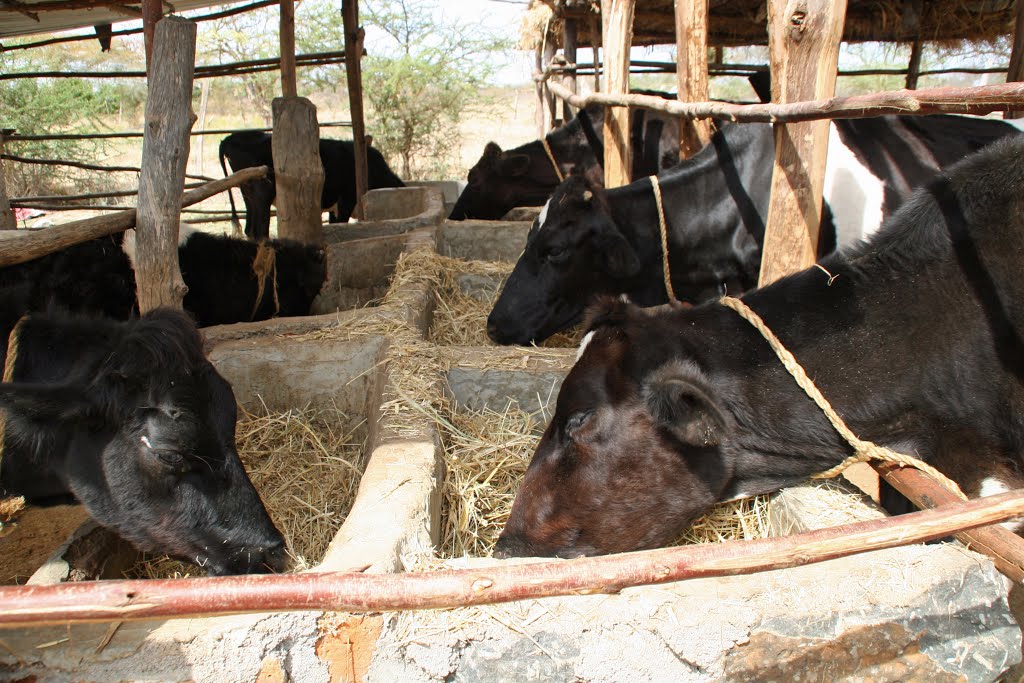 Dairy zero grazing