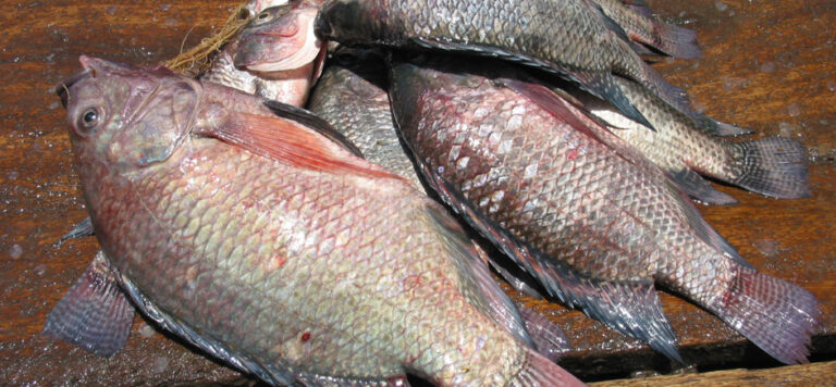 Lake Victoria Nile Tilapia