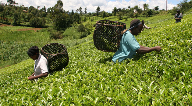 TEA PICKING