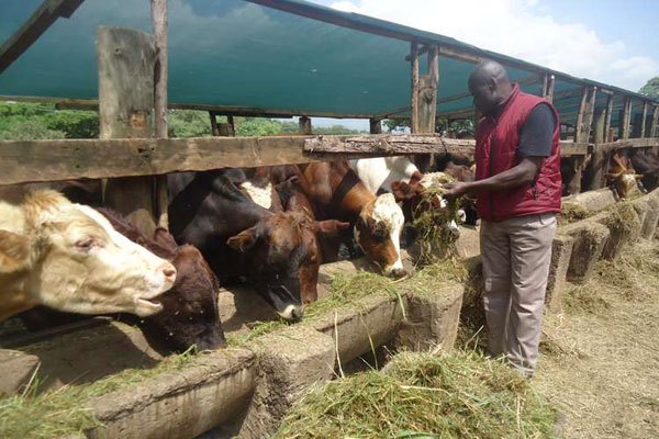 animal feed