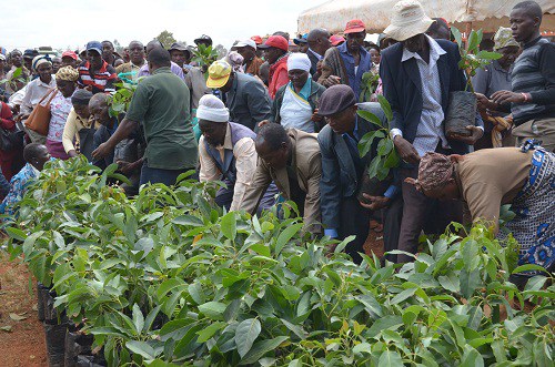 avocado seedlings embu