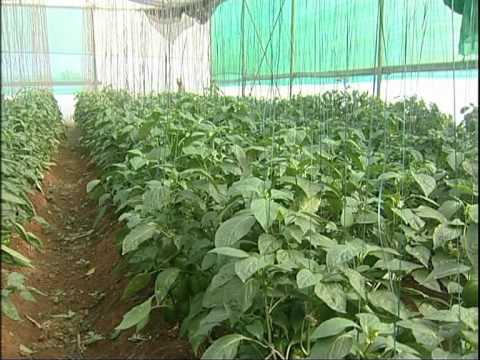 chilli in green house