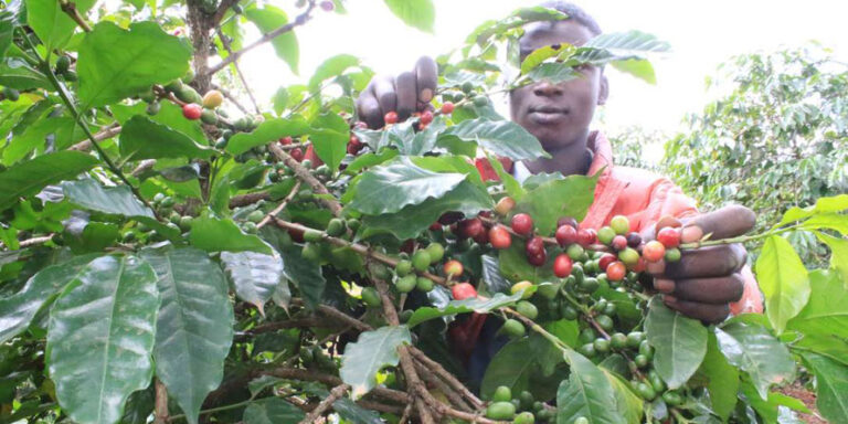 coffee farmer inspects