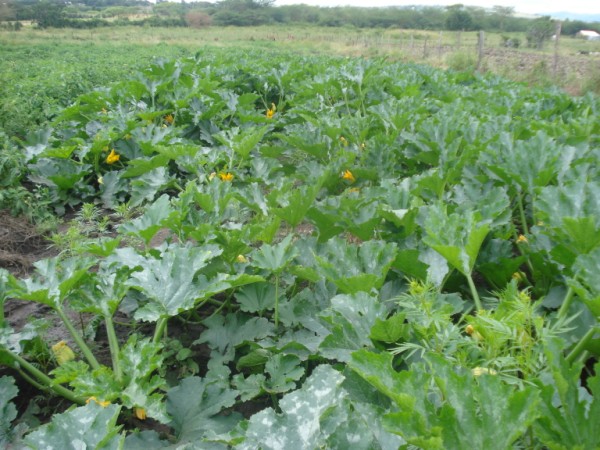 courgette farm Nyeri Simon Gachere