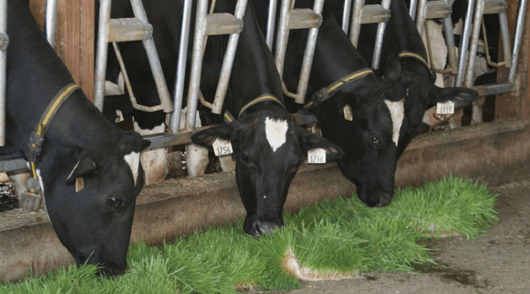 cow feeds