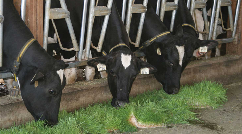 cow feeds