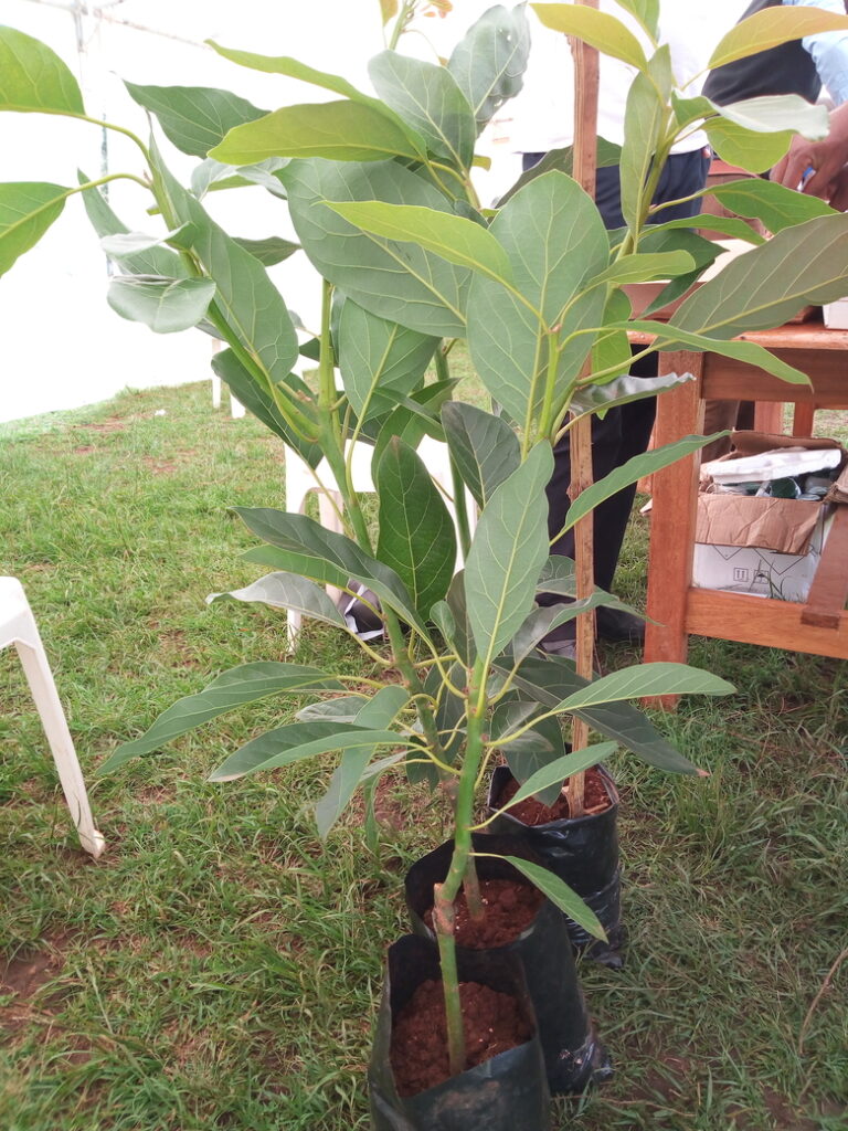 hass avocado seedlings
