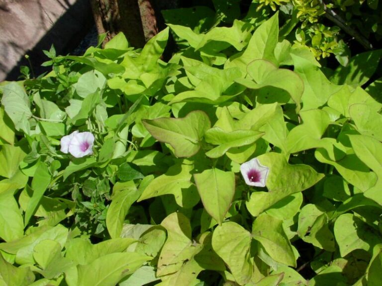 ipomea weed