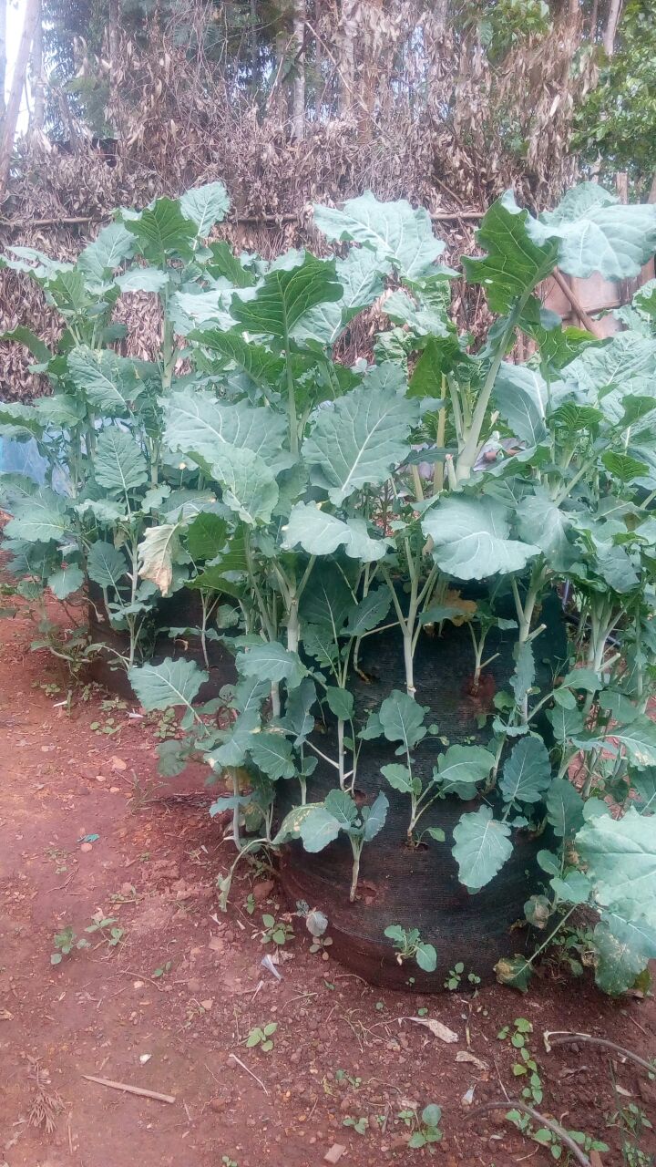 kales nyakwaras farm