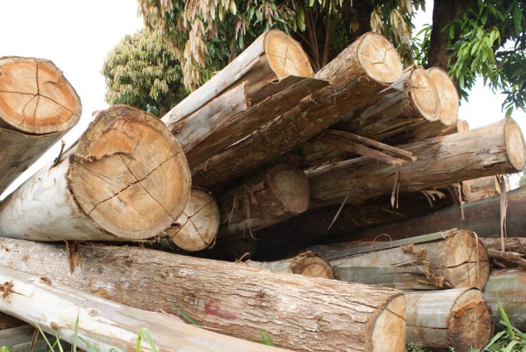 logging in kenya forest