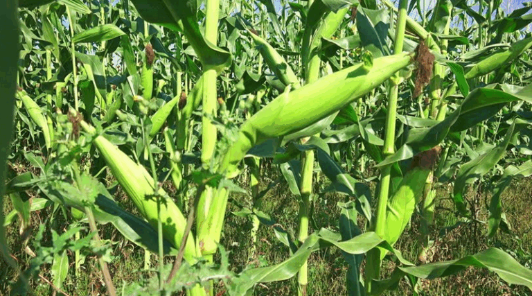 maize cob