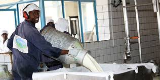 milk dairy1